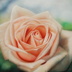 Rosa Diamond Jubilee - PY214