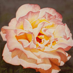 Rosa Tiffany 1 - PY-221MO