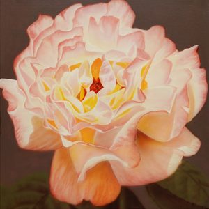 Rosa Tiffany 2 - PY-222MO